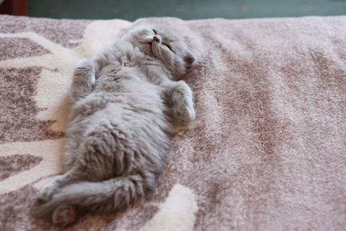 lazy cute kitten